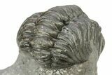 Phacopid (Adrisiops) Trilobite - Jbel Oudriss, Morocco #259597-4
